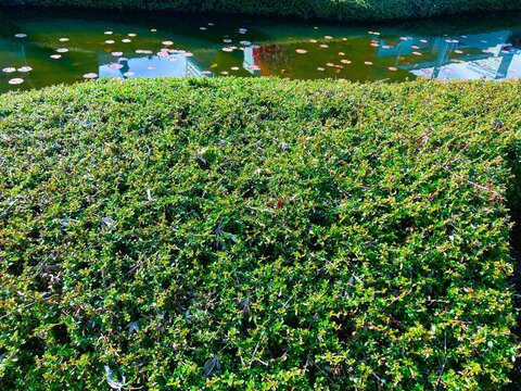 Cotoneaster dammeri, bearberry cotoneaster, evergreen shrub, backyard pond