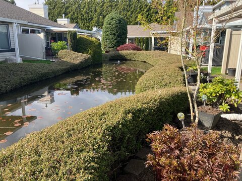 Retirement homes, senior community living with backyard pond and cotoneaster garden