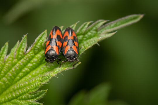 Couple of red and black leafhoppers (cercopis vulnerata) on nettle, belgium
