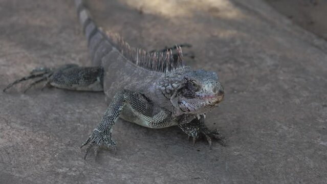A marine iguana lies on the asphalt and looks at a person