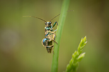 Swollen-thighed Beetle (oedemera nobilis), Belgium