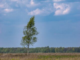 Beautiful landscape with a lonely tree, panorama, Poland