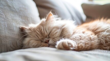 A rotund Persian cat peacefully dozing off on a soft cushion, its luxurious fur and round shape adding to the charm of its chubby nap.