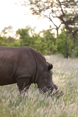 Obraz premium Rhino grazing on vegetation in South Africa