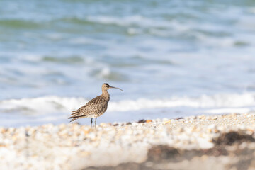 Eurasian Whimbrel Numenius phaeopus on rocky seashore in Brittany