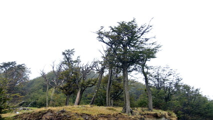 Temperate forest on the edge of town in Ushuaia, Argentina