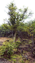 Temperate forest on the edge of town in Ushuaia, Argentina