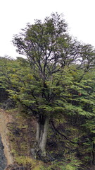 Temperate forest on the edge of town in Ushuaia, Argentina