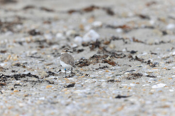 Kentish Plover Anarhynchus alexandrinus on a beach in Brittany
