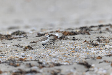 Kentish Plover Anarhynchus alexandrinus on a beach in Brittany