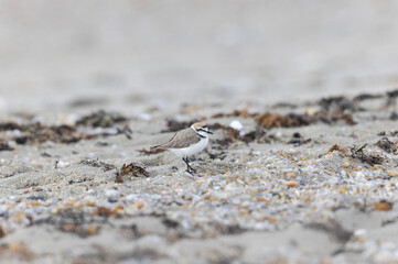 Kentish Plover Anarhynchus alexandrinus on a beach in Brittany