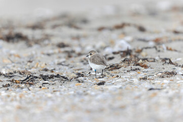Kentish Plover Anarhynchus alexandrinus on a beach in Brittany