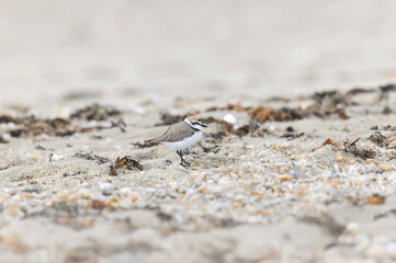 Kentish Plover Anarhynchus alexandrinus on a beach in Brittany