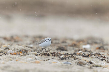 Kentish Plover Anarhynchus alexandrinus on a beach in Brittany