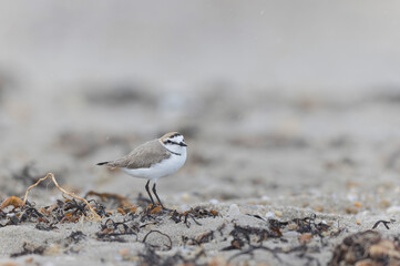 Kentish Plover Anarhynchus alexandrinus on a beach in Brittany