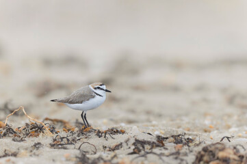 Kentish Plover Anarhynchus alexandrinus on a beach in Brittany