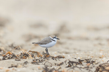 Kentish Plover Anarhynchus alexandrinus on a beach in Brittany