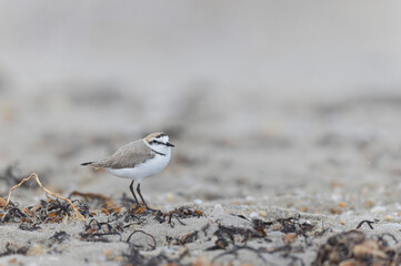 Kentish Plover Anarhynchus alexandrinus on a beach in Brittany