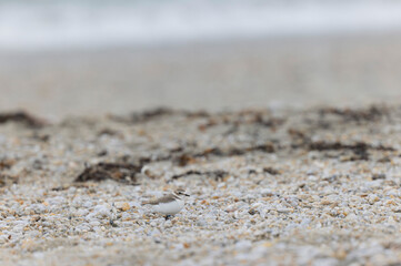 Kentish Plover Anarhynchus alexandrinus on a beach in Brittany