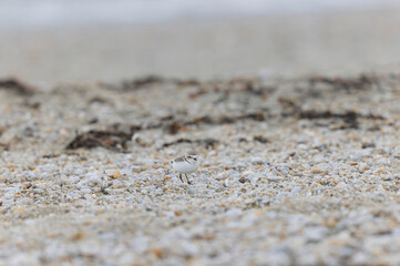 Kentish Plover Anarhynchus alexandrinus on a beach in Brittany