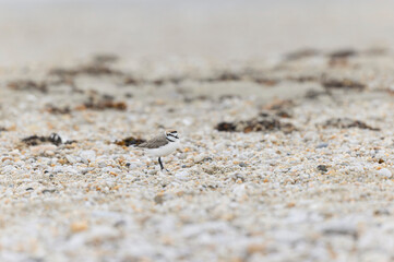 Kentish Plover Anarhynchus alexandrinus on a beach in Brittany