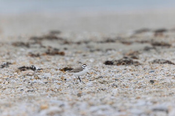 Kentish Plover Anarhynchus alexandrinus on a beach in Brittany