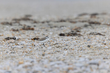 Kentish Plover Anarhynchus alexandrinus on a beach in Brittany