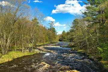 Landscape of the Eau Claire River flowing through a forest on a sunny Spring day near Aniwa, Wisconsin.