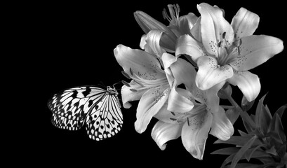 Bright tropical butterfly on white lily flowers isolated on black. Rice paper butterfly. Large tree...