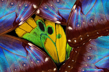 Wings of a butterfly close up. Pattern of tropical butterfly wings