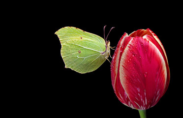 bright yellow butterfly on a red tulip flower in drops of dew. butterfly on tulip isolated on...