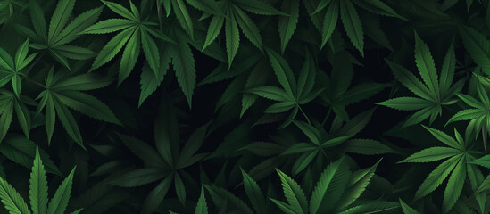 a close up of a bunch of green leaves on a black background