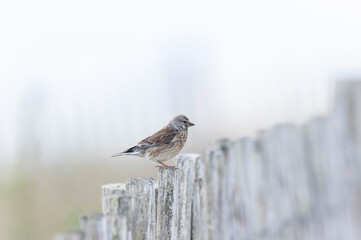 Common Linnet Linaria cannabina sitting or perching
