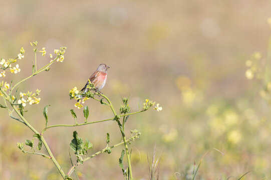 Common Linnet Linaria cannabina sitting or perching