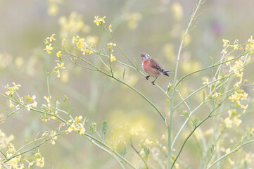 Common Linnet Linaria cannabina sitting or perching