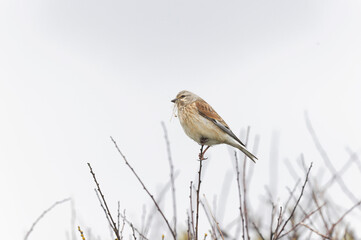 Common Linnet Linaria cannabina sitting or perching