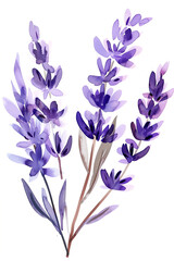 purple flowers are painted in watercolor on a white background