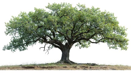 A large, majestic oak tree stands alone on a hill. Its branches are bare, and its leaves are a deep green. The tree is surrounded by a lush green field.