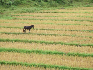 A majestic black horse stands proudly in the middle of a lush green rice field. The horse's sleek...