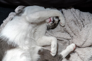 Fototapeta premium Cute gray white cat under beige blanket. Pet warms under a blanket in cold winter weather. a gray and white cat sleeping under a blanket. Pets friendly and care concept. domestic cat on bed