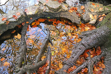 Pond in Decoy Country Park, Devon in Autumn	