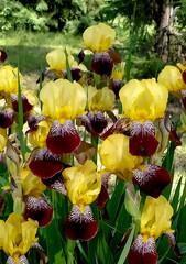 Yellow irises in the garden. Bright yellow iris blooming on the pond with green background.Yellow ...