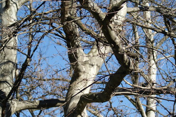 tree branches against sky