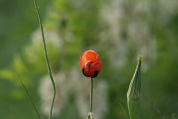 ladybug on a poppy
