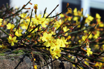 Ginster, Gartenginster, gelb, Blüten, Hecke, Frühling