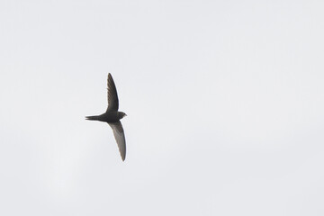 common swift Apus apus in flight 