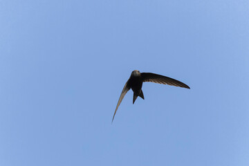 common swift Apus apus in flight 