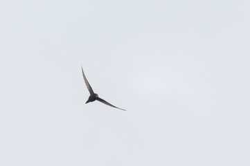 common swift Apus apus in flight 