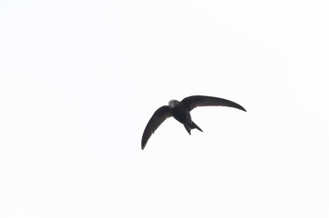 common swift Apus apus in flight 