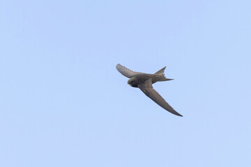 common swift Apus apus in flight 